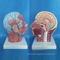 Human Facial Shallow Muscle Nerve Vascular Medical Anatomy Model (R050127)